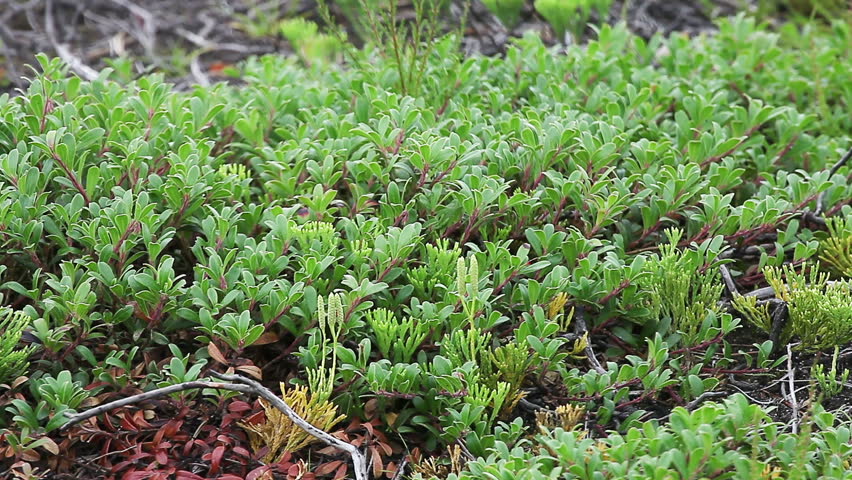 Toner- wild rose/Labrador tea